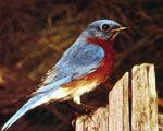 Bluebird <image courtesy of Ohio Historical Society>